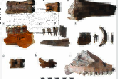 Earliest cattle herds in northern Europe found in the Netherlands