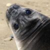 Elephant seal outbreak marks first transnational spread of highly ...