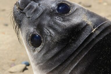 Elephant seal outbreak marks first transnational spread of highly ...