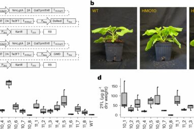 Engineered plants produce human milk sugars that could lead to ...