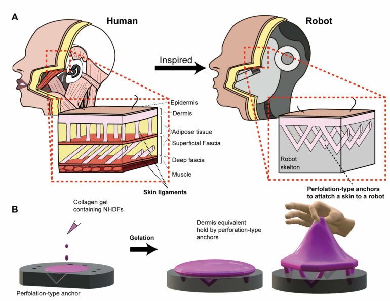 Engineered skin tissue grants robots special properties and abilities