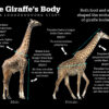 Food, not sex, drove the evolution of giraffes' long neck, new ...