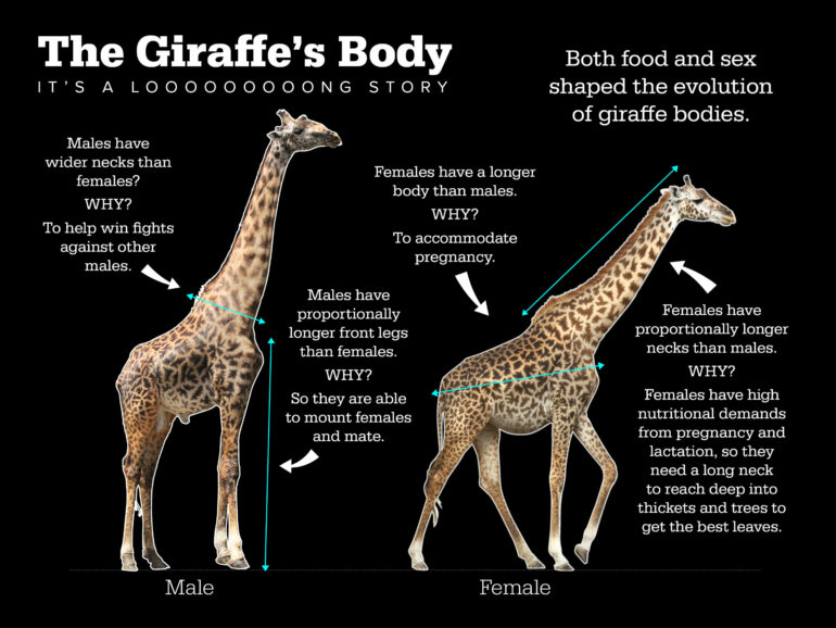 Food, not sex, drove the evolution of giraffes' long neck, new ...