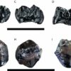 First ever report of two ancient ape species cohabiting in Miocene ...