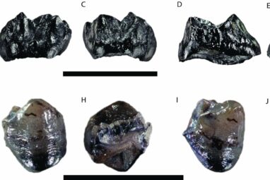 First ever report of two ancient ape species cohabiting in Miocene ...