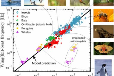 Flapping frequency of birds, insects, bats and whales predicted ...