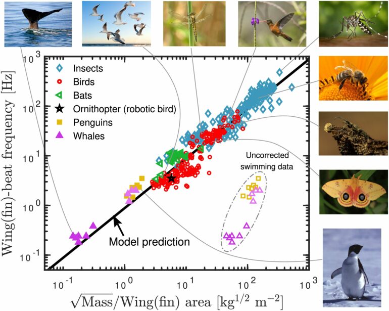 Flapping frequency of birds, insects, bats and whales predicted ...
