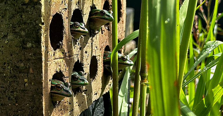 Frog 'saunas' help endangered frogs survive the devastating ...