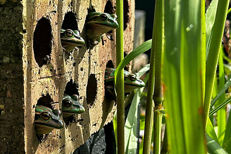 Frog 'saunas' help endangered frogs survive the devastating ...