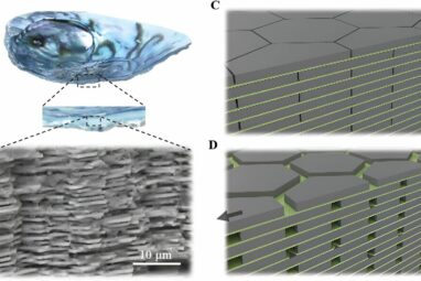 From seashells to cement, nature inspires tougher building material
