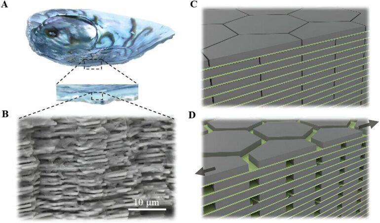 From seashells to cement, nature inspires tougher building material