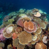Future risk of coral bleaching set to intensify globally ...