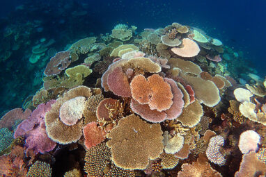 Future risk of coral bleaching set to intensify globally ...