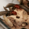 Greener, more effective termite control: Natural compound attracts ...