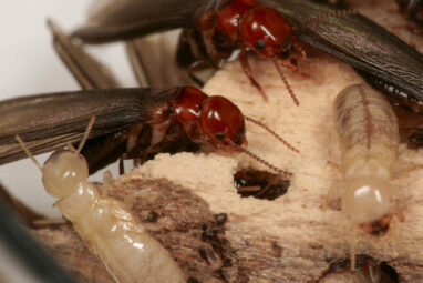 Greener, more effective termite control: Natural compound attracts ...