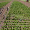 Improving crops with laser beams and 3D printing