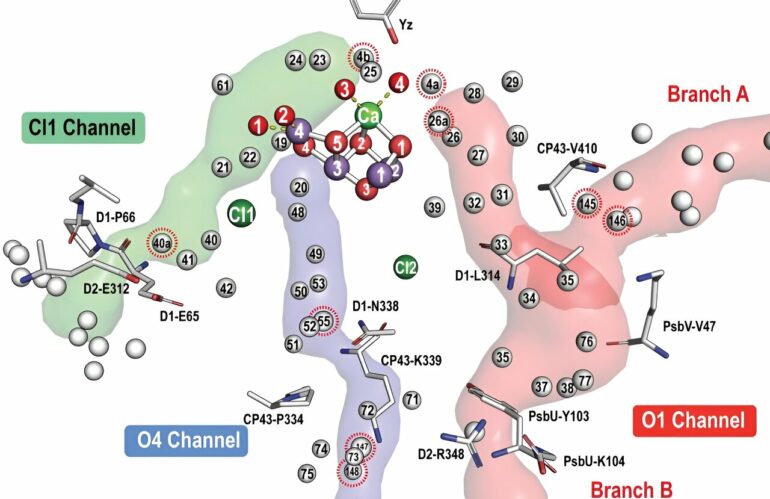 Intricate processes in photosynthesis decoded using advanced ...