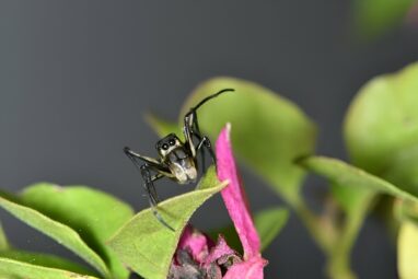 Jumping spider study finds offspring care extends lifespan of mothers