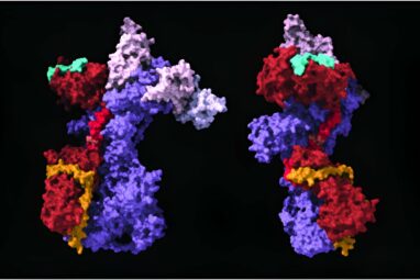 Key mechanism for maintaining proper telomere length identified