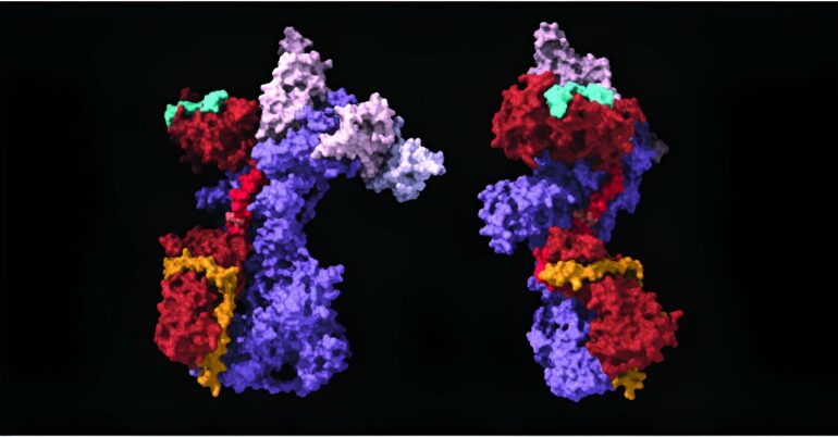 Key mechanism for maintaining proper telomere length identified