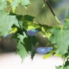 Light-controlled artificial maple seeds could monitor the ...