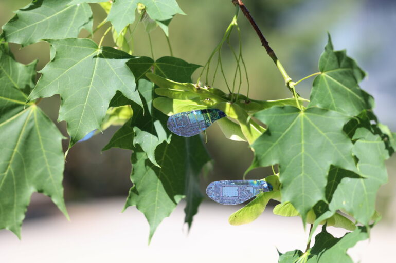 Light-controlled artificial maple seeds could monitor the ...