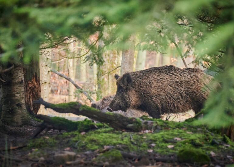 National park wild boar contain five times more toxic PFAS than ...