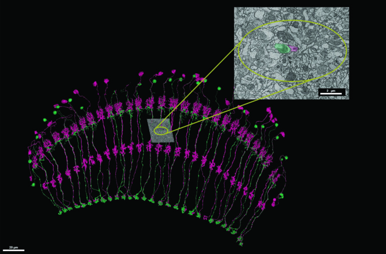 Neurons in the visual system of flies exhibit surprisingly ...