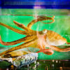 From 'CyberSlug' to 'CyberOctopus': New AI explores, remembers ...