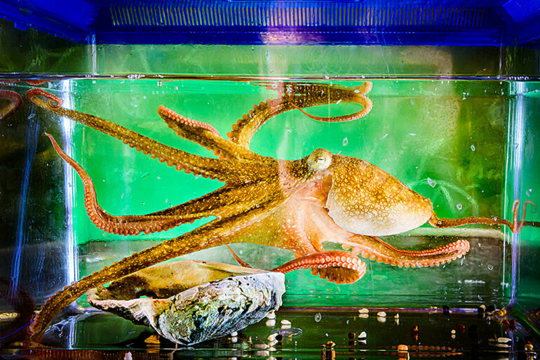 From 'CyberSlug' to 'CyberOctopus': New AI explores, remembers ...