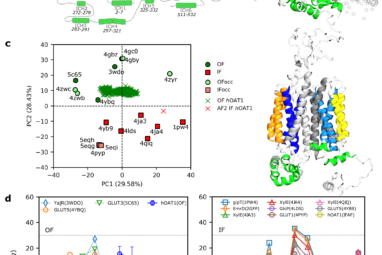 Insights into the structure and function of the human organic ...