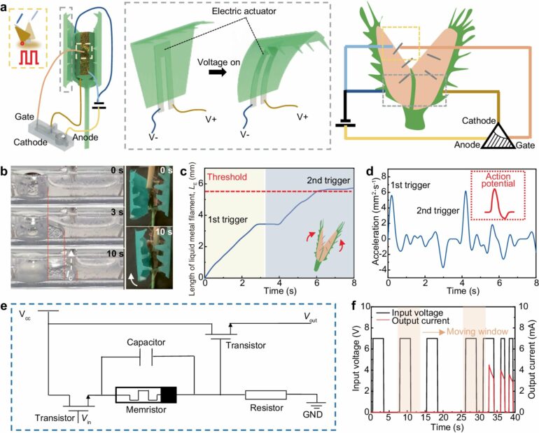 New liquid metal-based electronic logic device mimics prey-capture ...