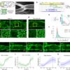 New model reveals how tubular tissues form uniform channels