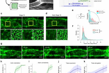 New model reveals how tubular tissues form uniform channels