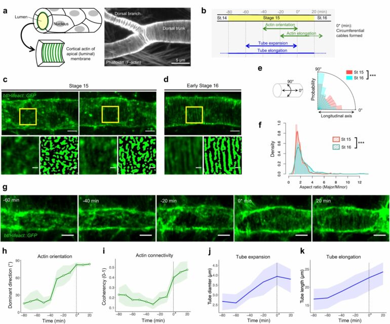 New model reveals how tubular tissues form uniform channels