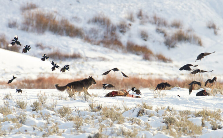 New research illuminates the ecological importance of gray wolves ...