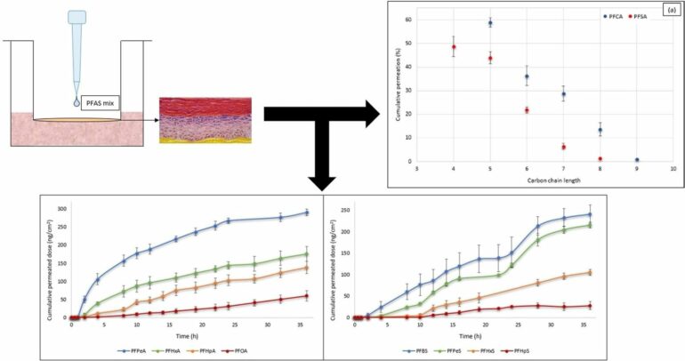 New study confirms forever chemicals are absorbed through human skin