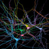 New study reveals brain's fractal-like structure near phase ...