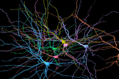 New study reveals brain's fractal-like structure near phase ...