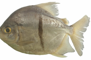 New veggie piranha-like species named after Tolkien villain