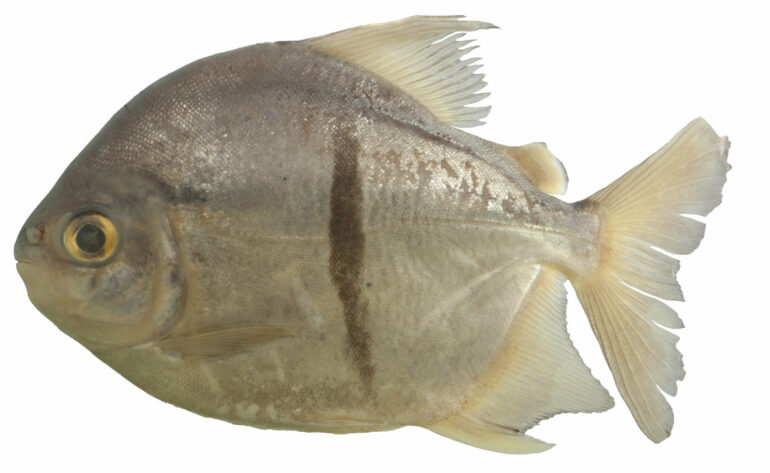 New veggie piranha-like species named after Tolkien villain