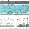 Novel strategy proposed for all-climate zinc-ion batteries
