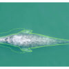 Pacific coast gray whales have gotten 13% shorter in the past 20 ...