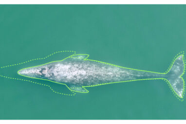 Pacific coast gray whales have gotten 13% shorter in the past 20 ...