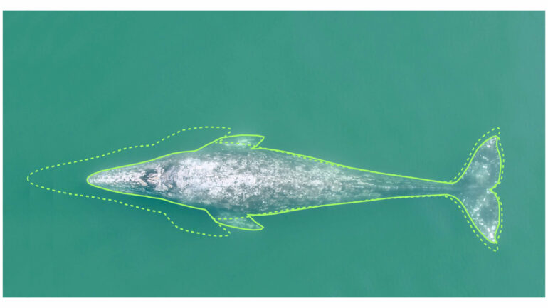 Pacific coast gray whales have gotten 13% shorter in the past 20 ...