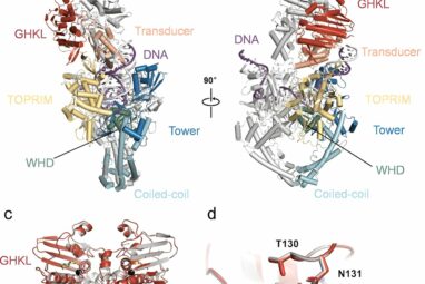 Potential drug targets identified in African swine fever virus ...