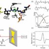 Quantum state mixing in photobiology: New insight from ultrafast ...