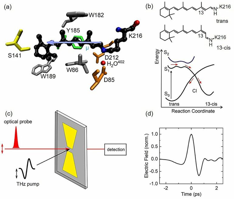 Quantum state mixing in photobiology: New insight from ultrafast ...