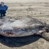 Rare 7-foot fish washed ashore on Oregon's coast garners worldwide ...