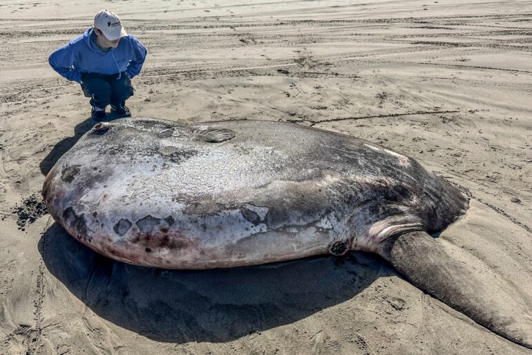 Rare 7-foot fish washed ashore on Oregon's coast garners worldwide ...